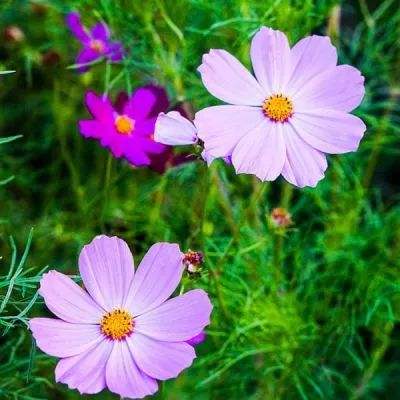 666cc彩票全站APP下载安卓版